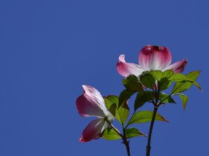 暖かい季節に咲く花・春のイメージ